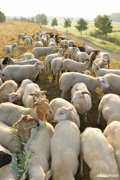 Dijkbegrazing door schapen