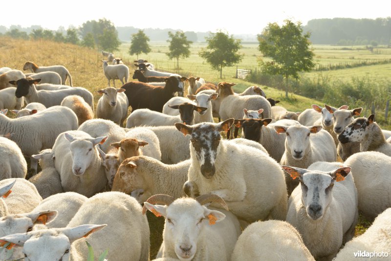 Dijkbegrazing door schapen