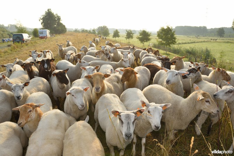 Dijkbegrazing door schapen