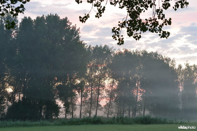 Bulbierbroek