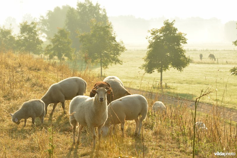 Dijkbegrazing door schapen