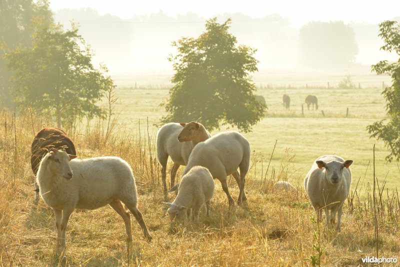 Dijkbegrazing door schapen