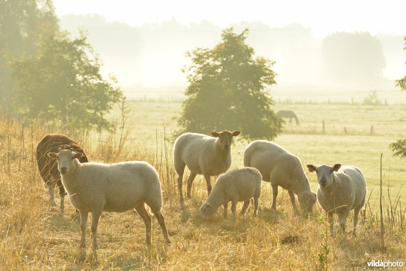 Dijkbegrazing door schapen