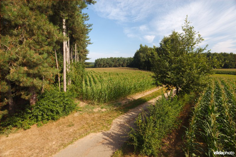 Akkers tussen de bossen