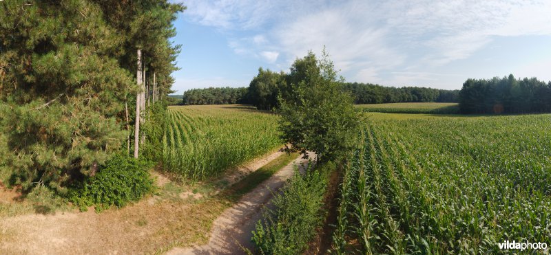 Akkers tussen de bossen