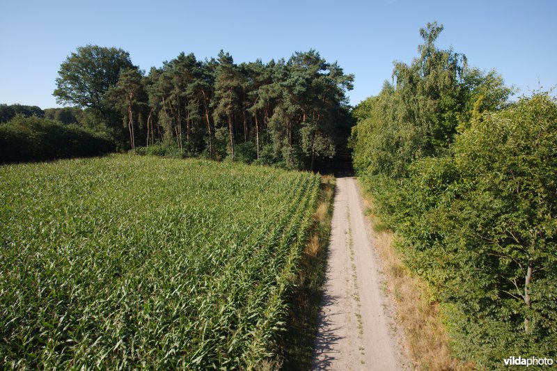 Akker in de kempen