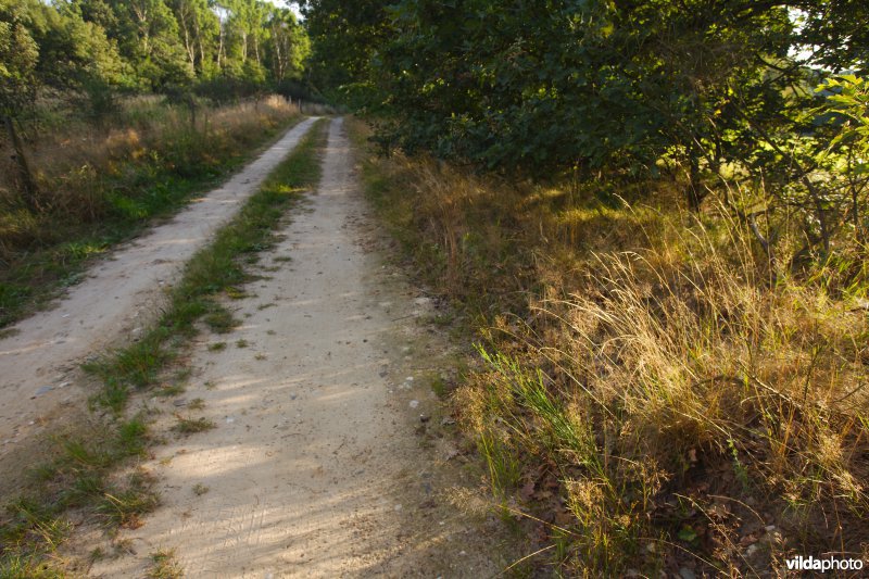 Schrale wegberm