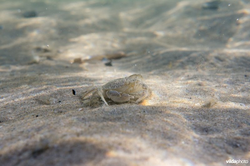 Breedpootkrab in zwinnetje