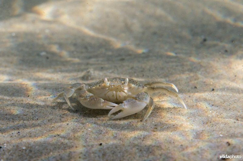 Breedpootkrab in zwinnetje
