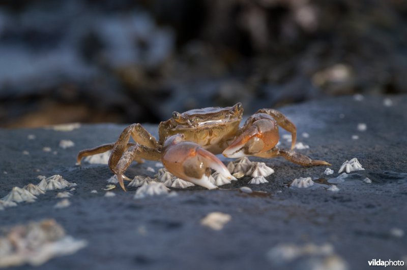 Mannetje penseelkrab op basalt met zeepokken