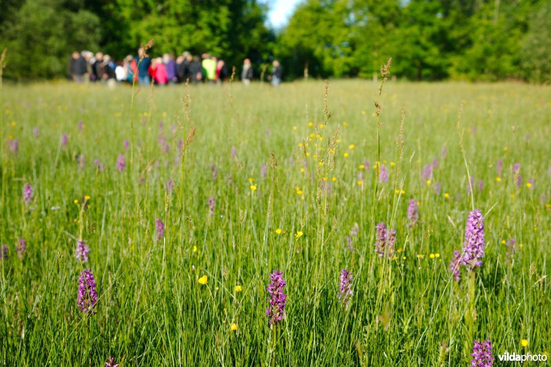 Wandelaars bezoeken een orchideëngrasland