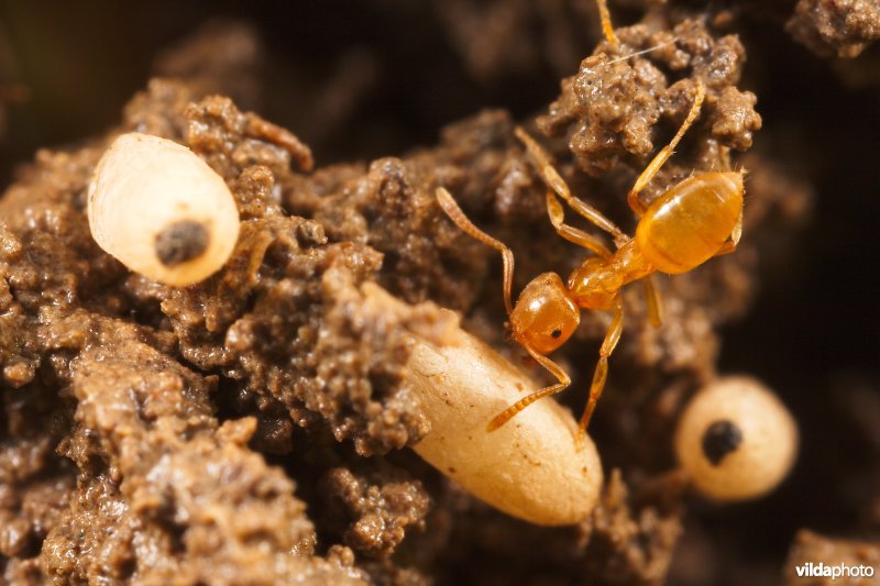 Puntschubmier met cocon