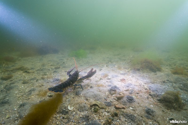 Kreeft wandelend over zandbodem