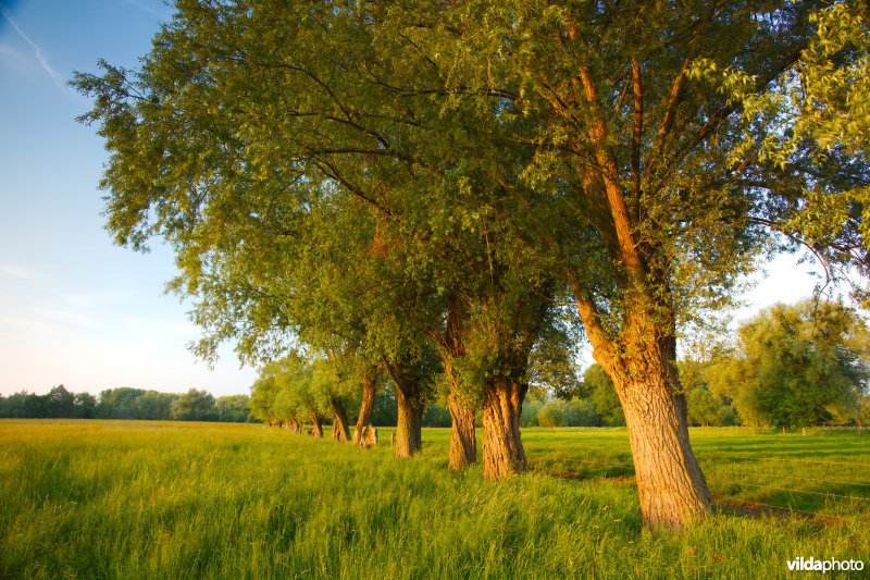 Knotwilgen bij zonsondergang