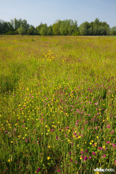 Bloemrijk grasland