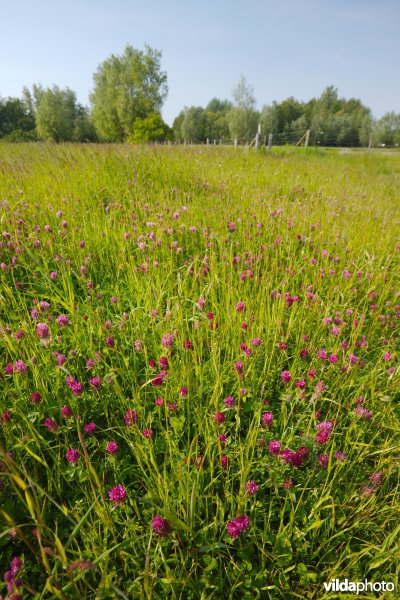 Bloemrijk grasland