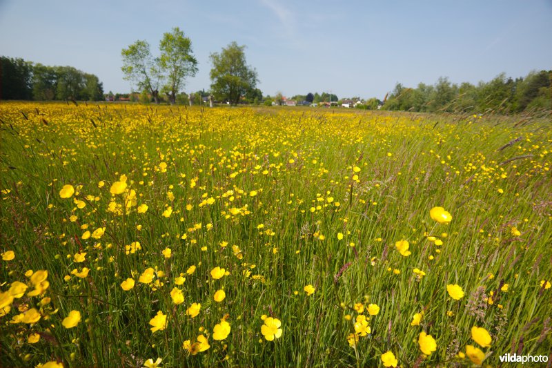 Bloemrijk grasland