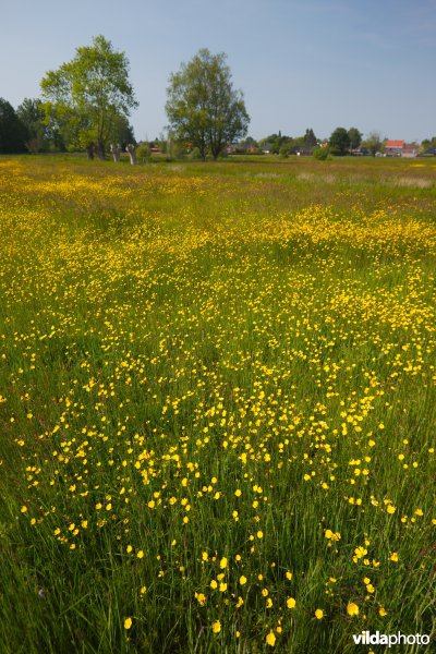 Bloemrijk grasland