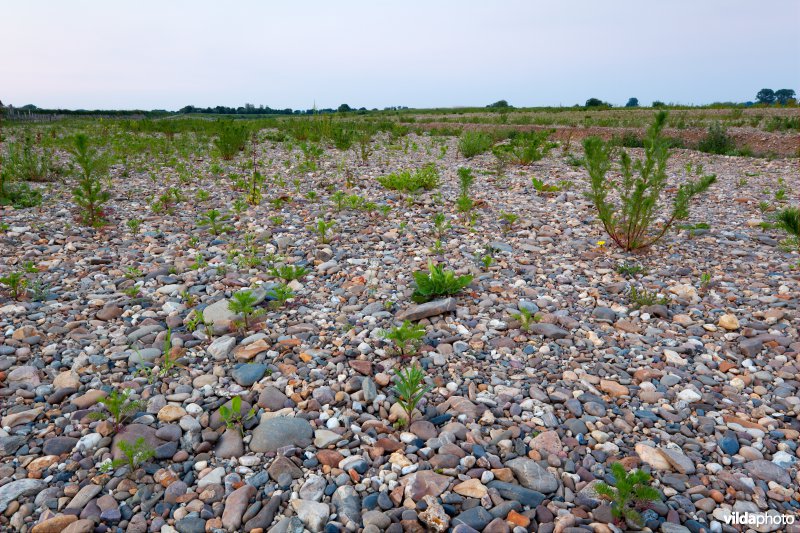 Nieuwe natuur langs de Maas