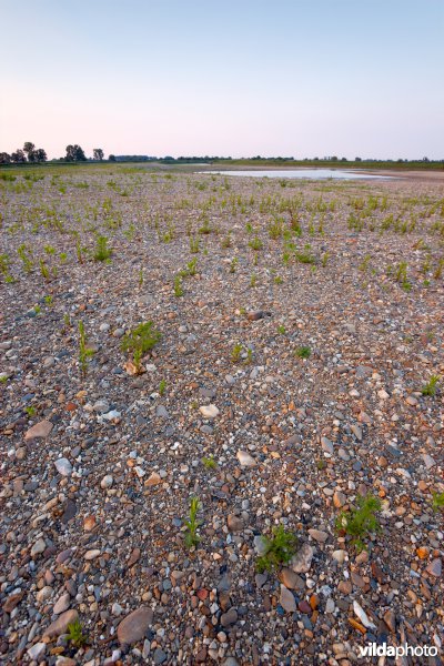 Nieuwe natuur langs de Maas