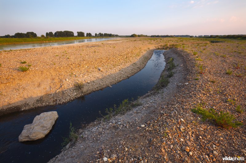 Nieuwe natuur langs de Maas