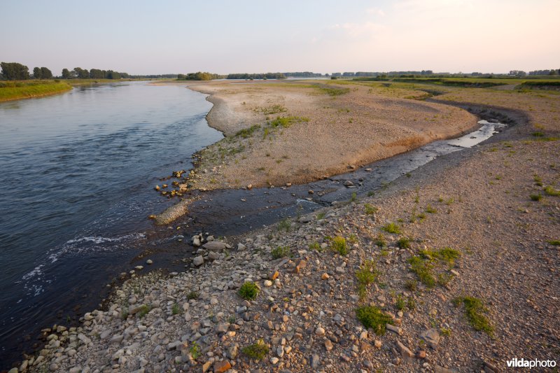 Nieuwe natuur langs de Maas