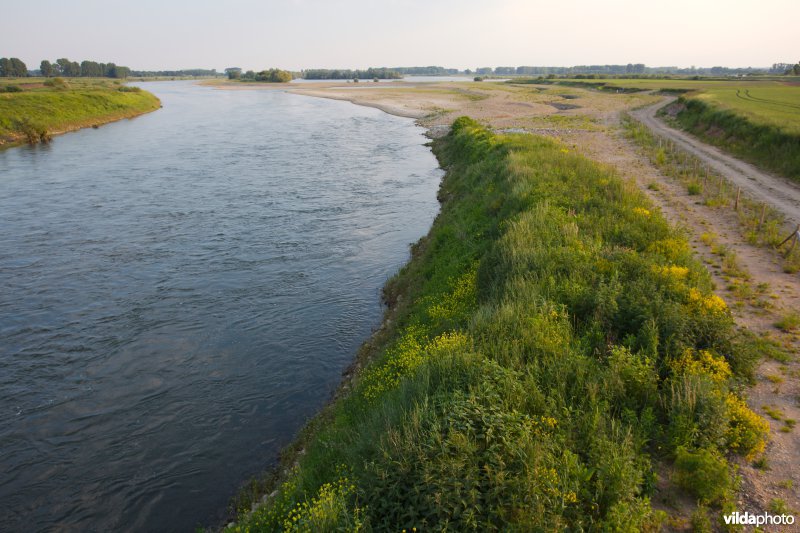 Nieuwe natuur langs de Maas