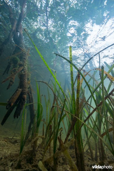 Zeegras en mangrovewortels