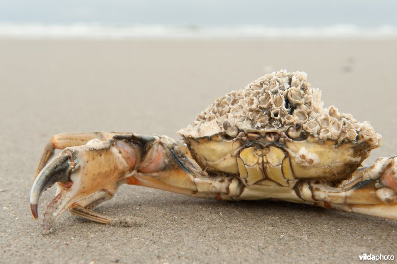 Strandkrab met zeepokken