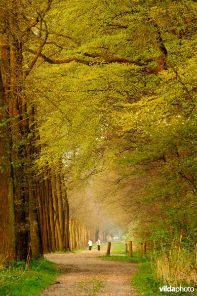 Laan in Het Leusveld