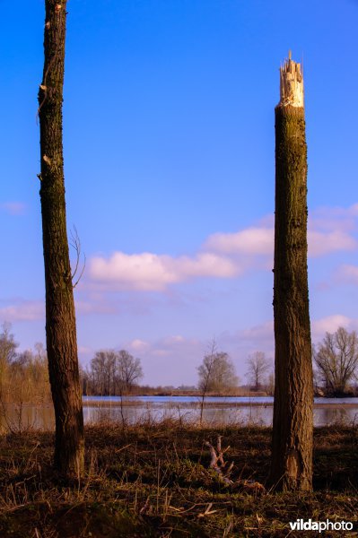 Beversporen op drie meter hoogte in een wilg na hoogwater in de Geldersche Poort