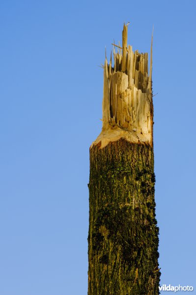 Beversporen op drie meter hoogte in een wilg na hoogwater in de Geldersche Poort