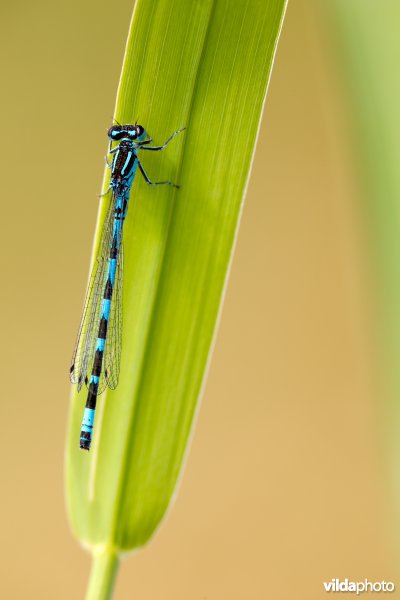 Vogelwaterjuffer