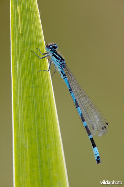 Vogelwaterjuffer