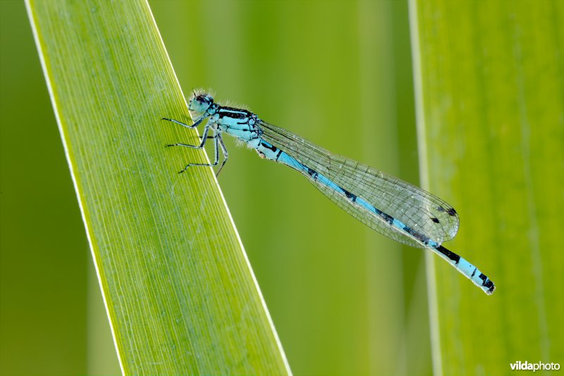 Vogelwaterjuffer