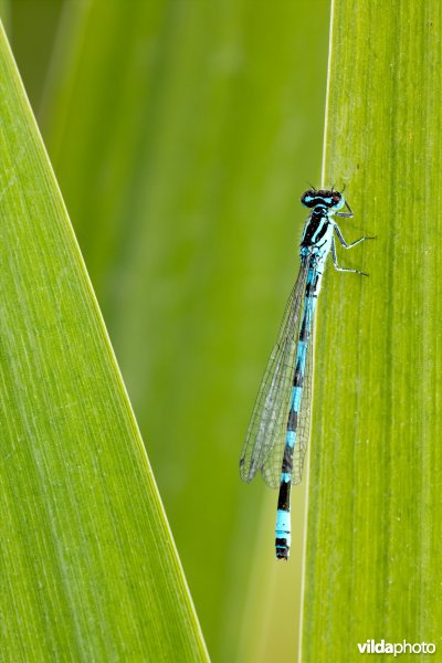 Vogelwaterjuffer