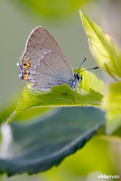 Kleine sleedoornpage