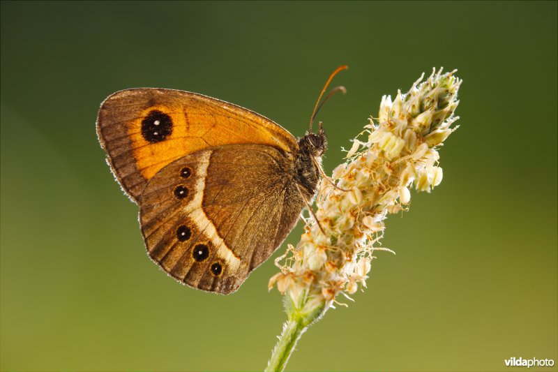 Spaans oranje zandoogje