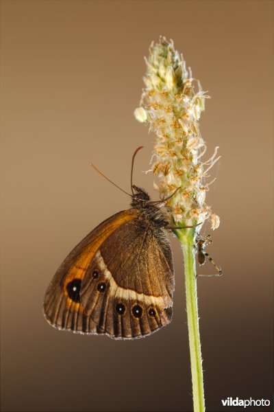 Spaans oranje zandoogje