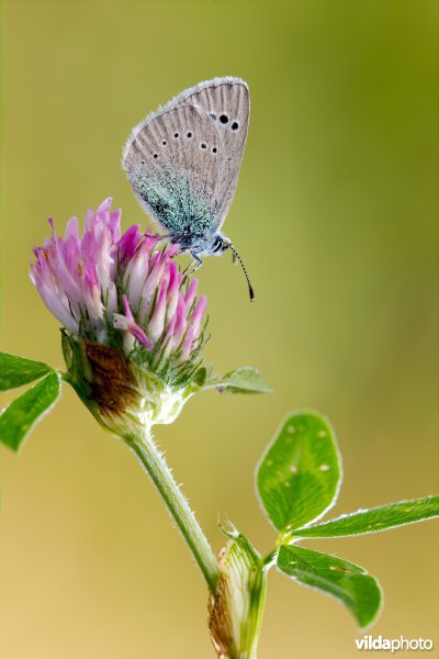 Bloemenblauwtje