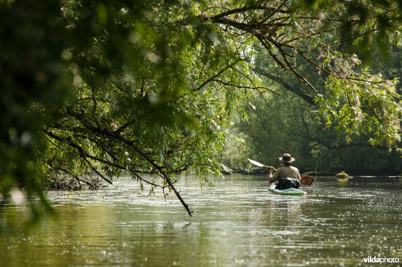 Kanovaren in de Biesbosch