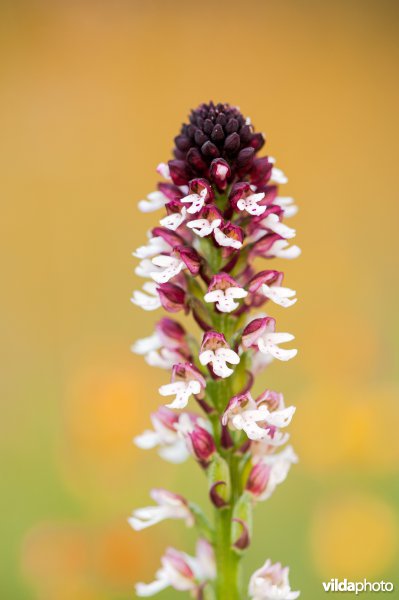 Aangebrande orchis