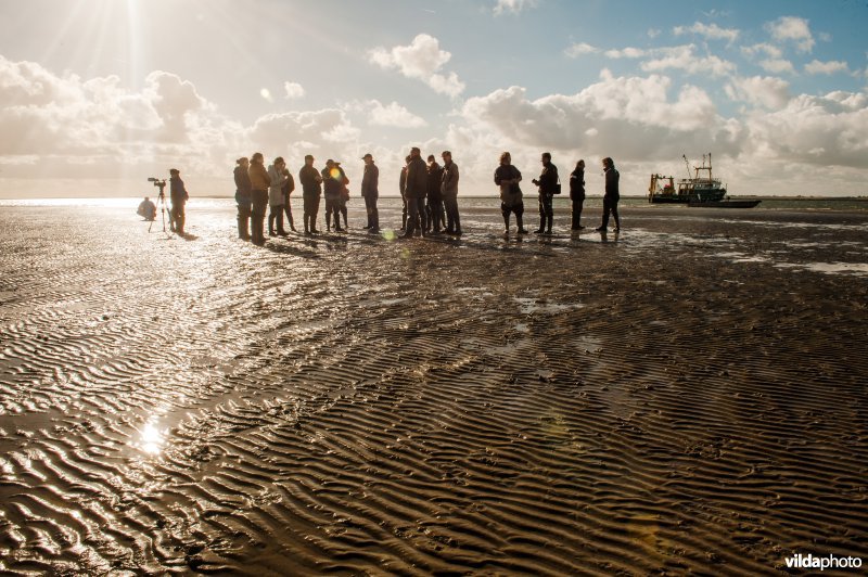 Vogels kijken op het Wad