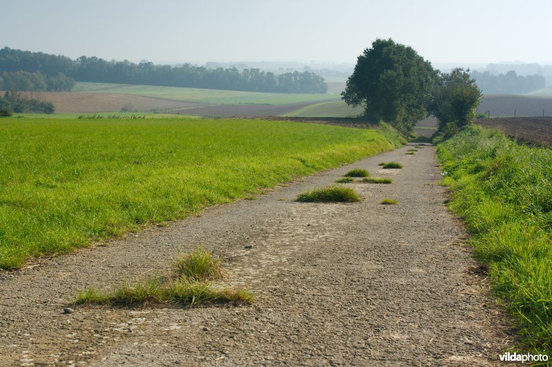 Holle weg tussen akkers