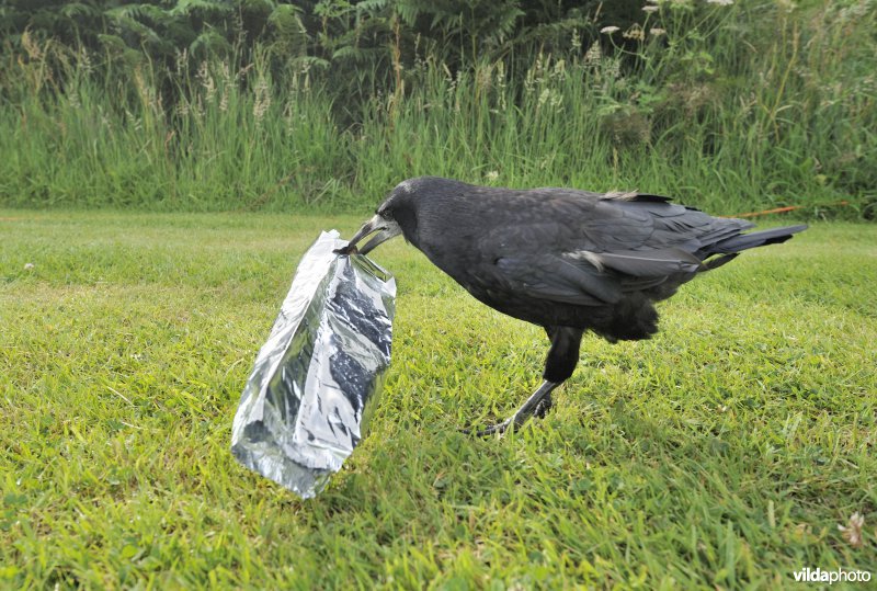 Tamme roek op zoek naar blingbling