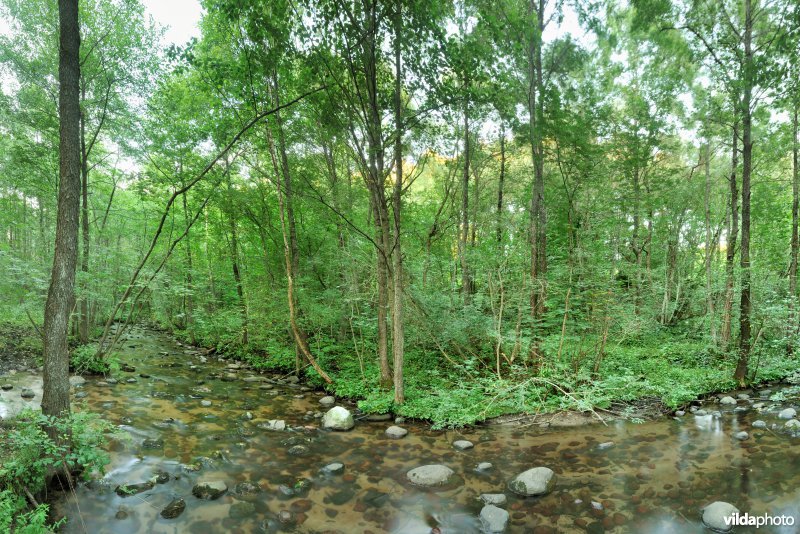 Riviertje in het bos