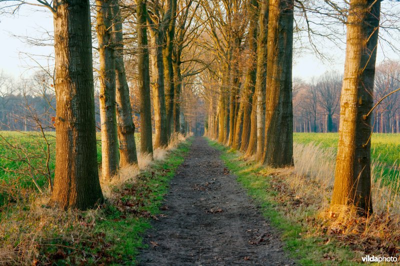 Dreven bij zonsondergang