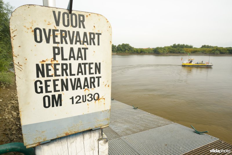 Kleine Wal