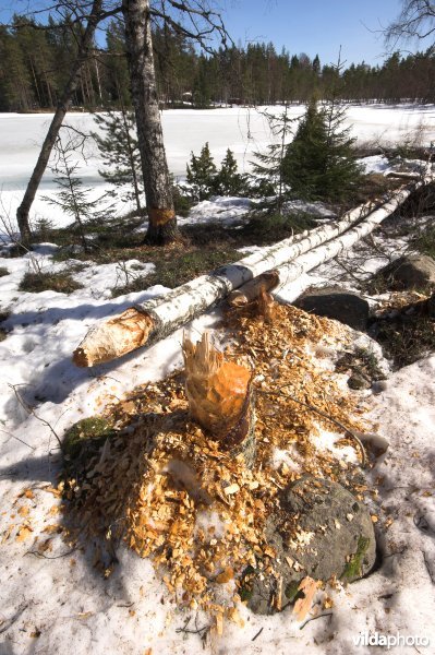 Knaagsporen van Bever