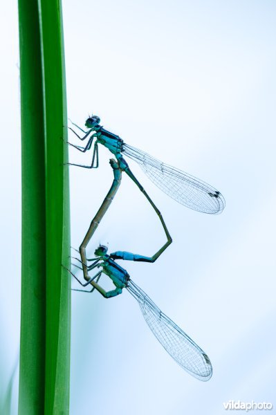 Paringswiel, copulatie van waterjuffers in karakteristieke hartvormige houding. Het vrouwtje brengt het achterlichaam naar het spermareservoir onder het tweede achterlijfssegment van het mannetje.